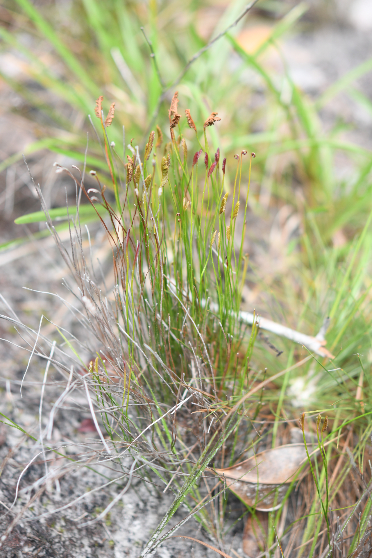 Schizaea incurvata Schkuhr - Photo Bivouac Naturaliste