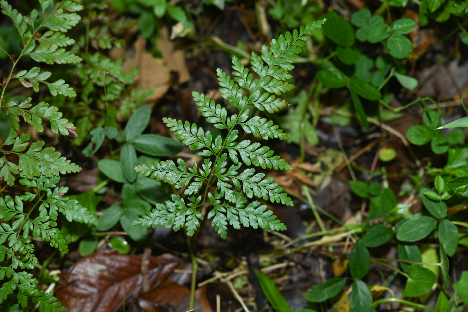 Anemia adiantifolia (L.) Sw. - Photo Bivouac Naturaliste