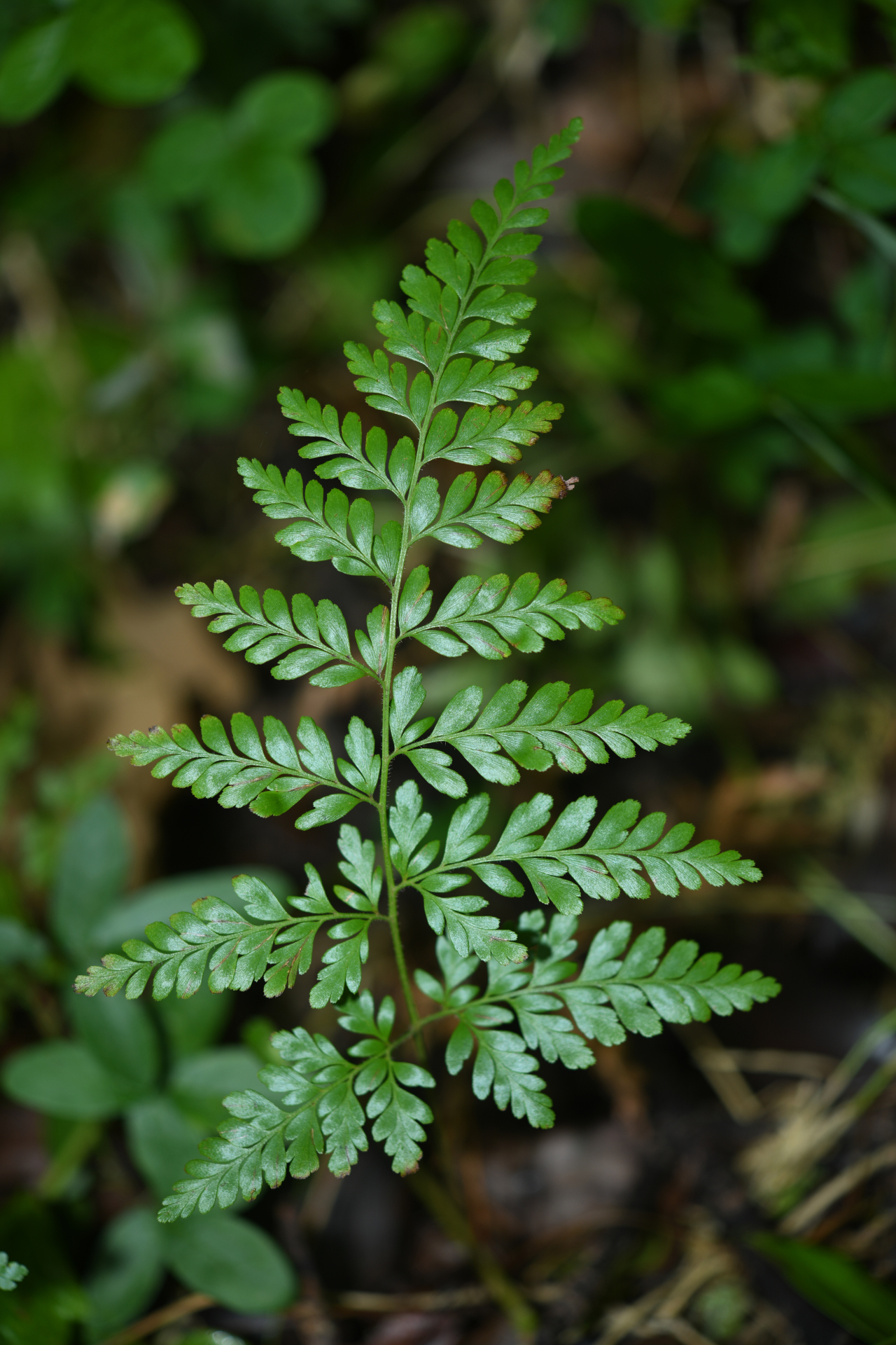 Anemia adiantifolia (L.) Sw. - Photo Bivouac Naturaliste