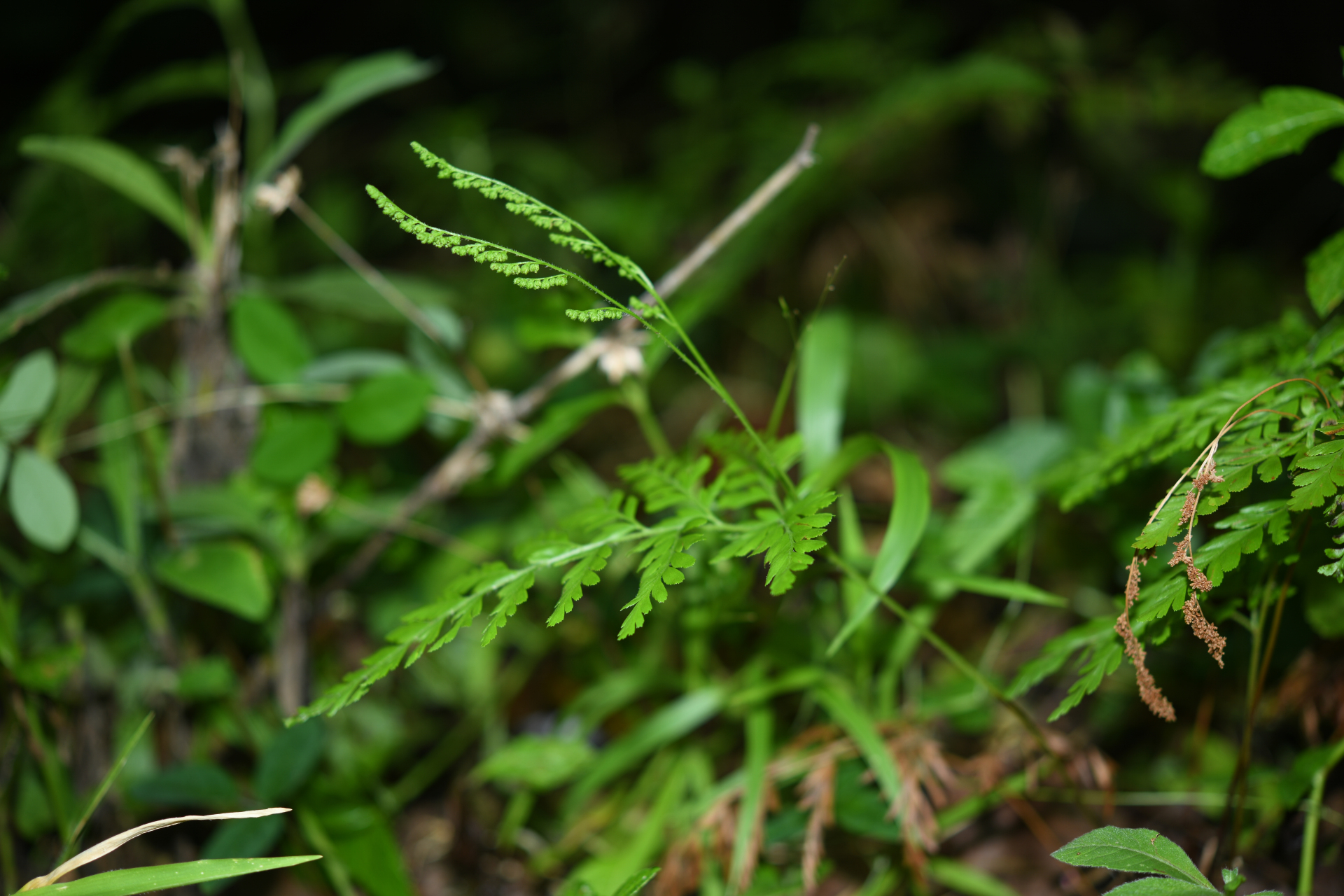 Anemia adiantifolia (L.) Sw. - Photo Bivouac Naturaliste