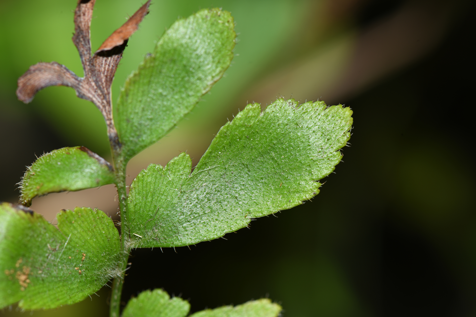 Anemia hispida Kunze - Photo Bivouac Naturaliste