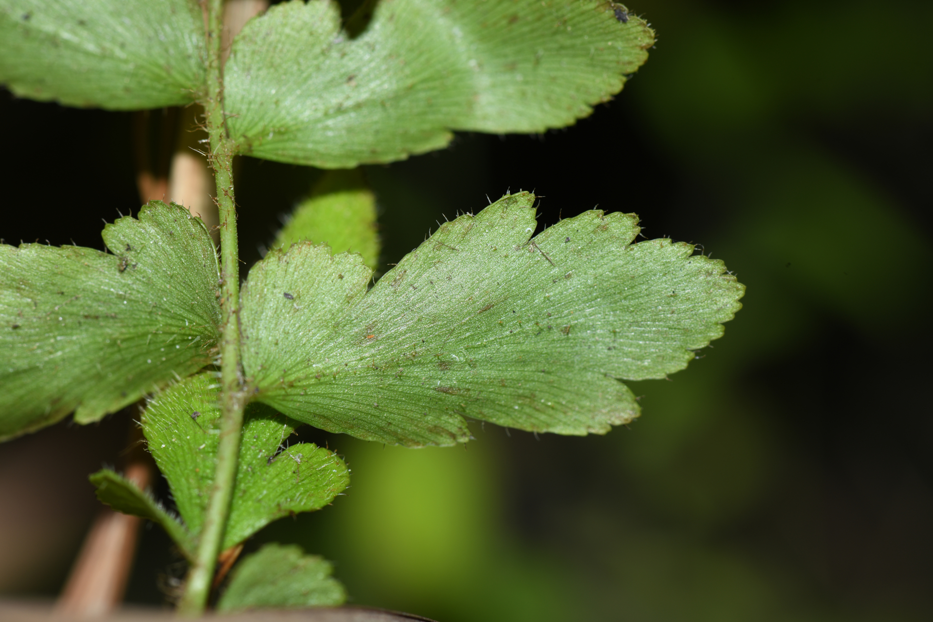 Anemia hispida Kunze - Photo Bivouac Naturaliste