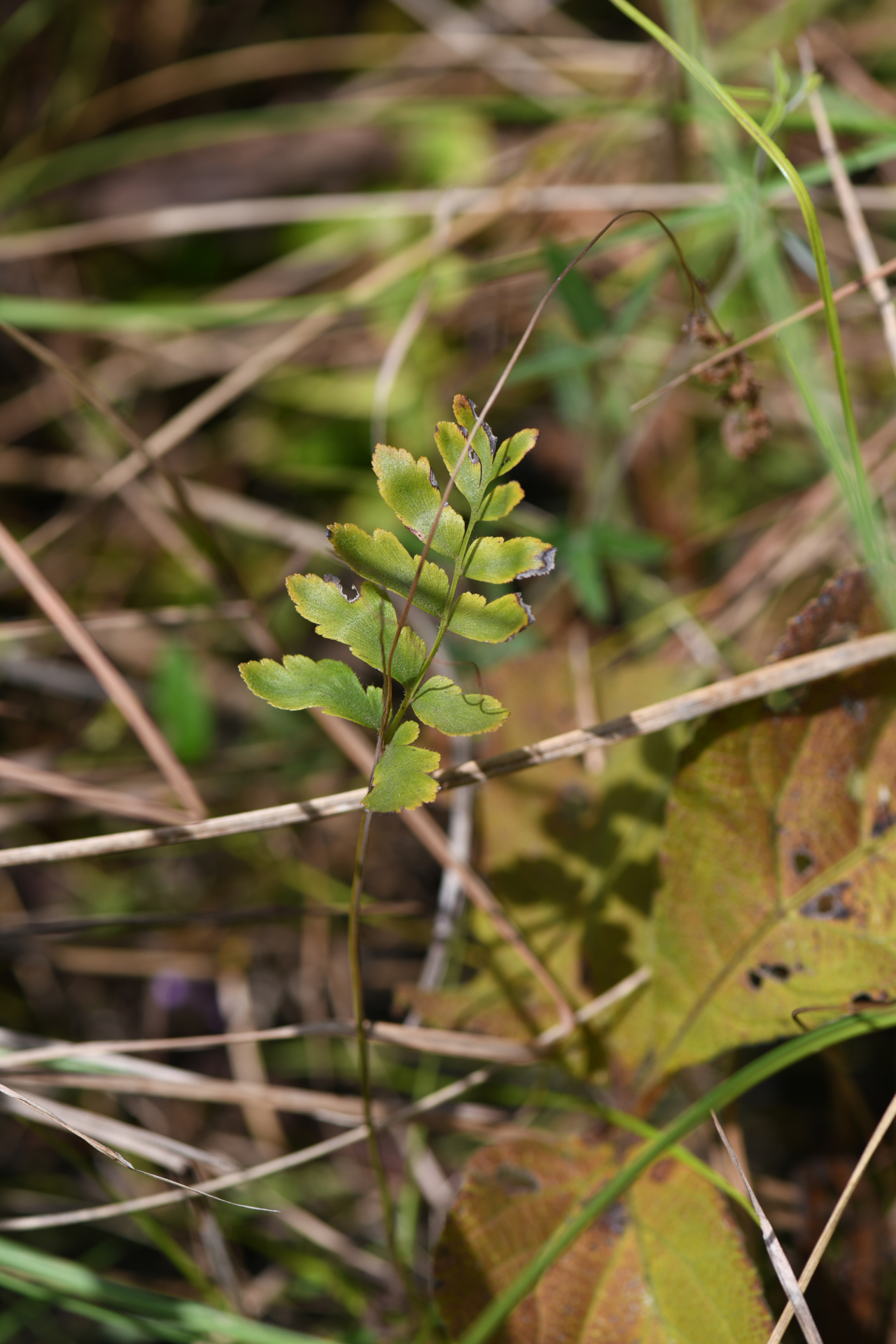 Anemia hispida Kunze - Photo Bivouac Naturaliste