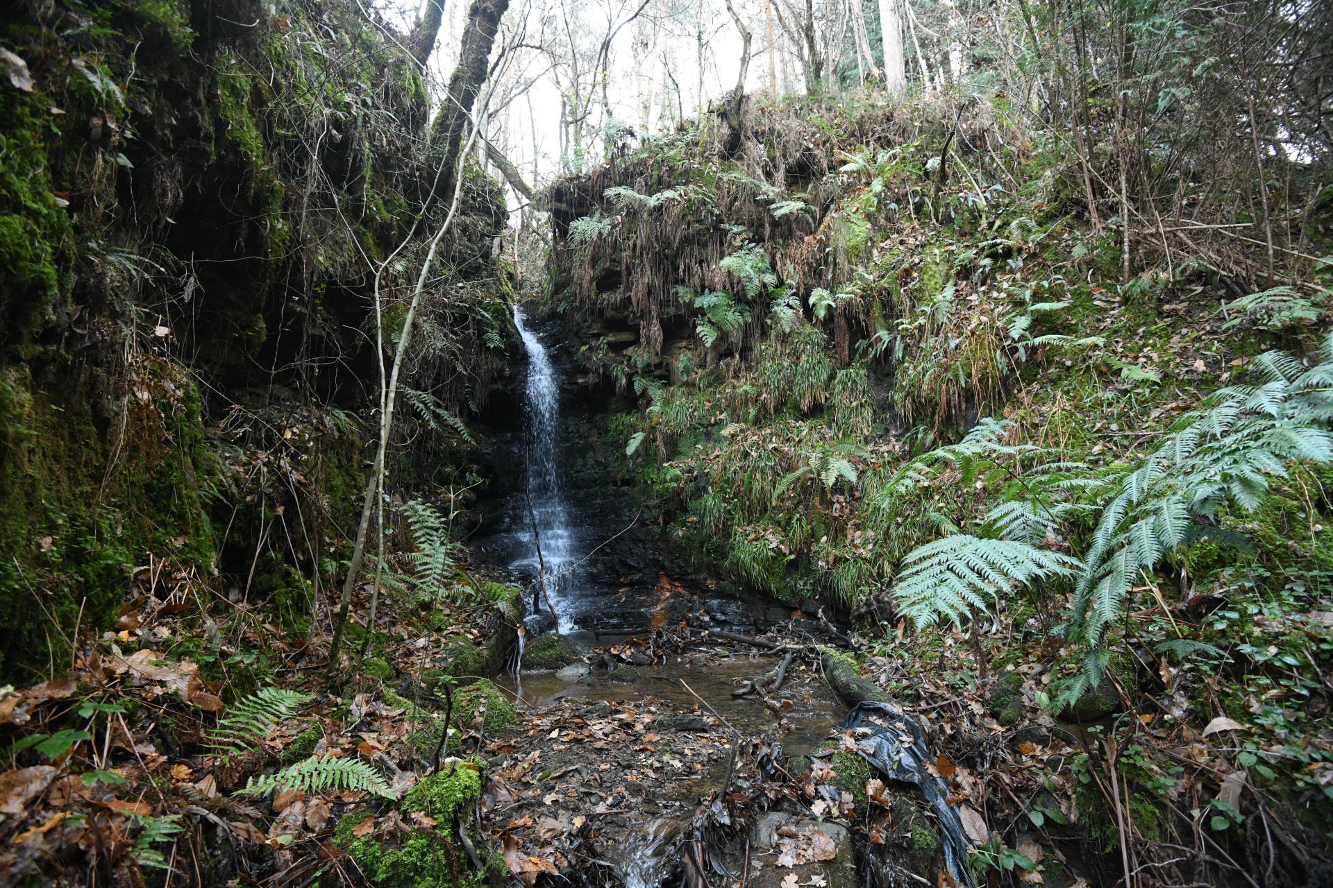 Culcita macrocarpa C.Presl - Photo Bivouac Naturaliste