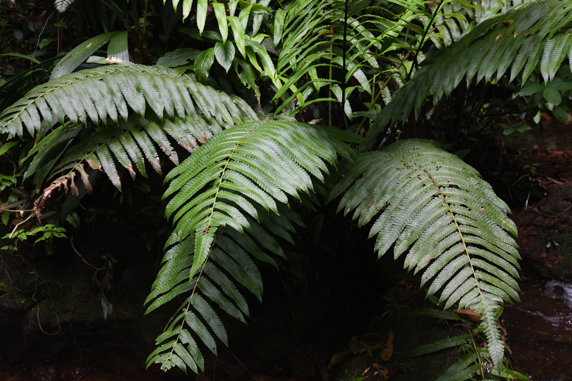 Cyathea spectabilis (Kunze) Domin - Photo Bivouac Naturaliste