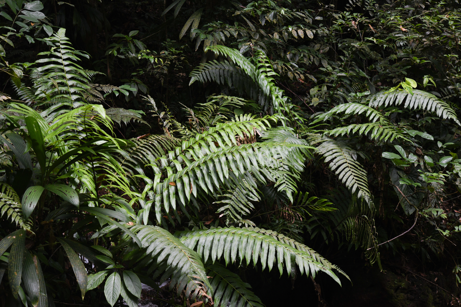 Cyathea spectabilis (Kunze) Domin - Photo Bivouac Naturaliste