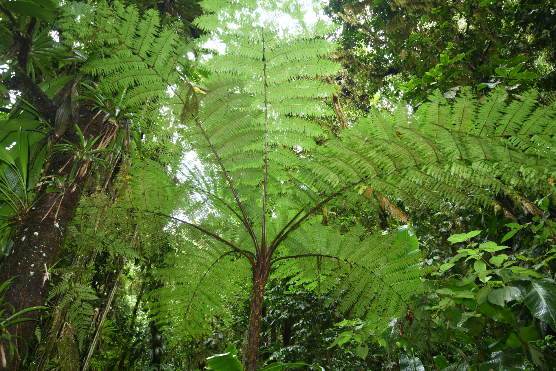 Cyathea tenera (J.Sm.) Moore - Photo Bivouac Naturaliste