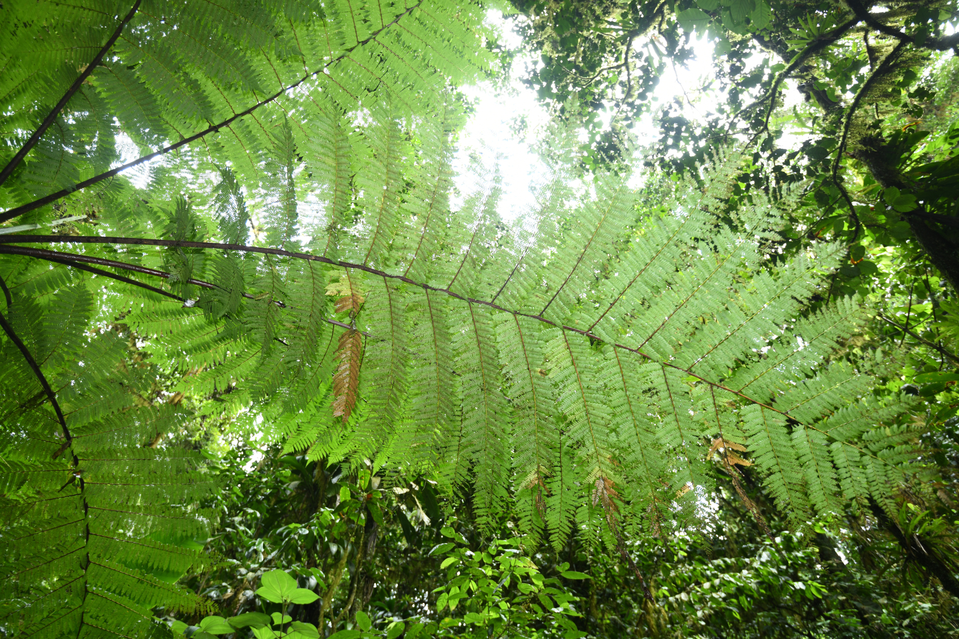 Cyathea tenera (J.Sm.) Moore - Photo Bivouac Naturaliste