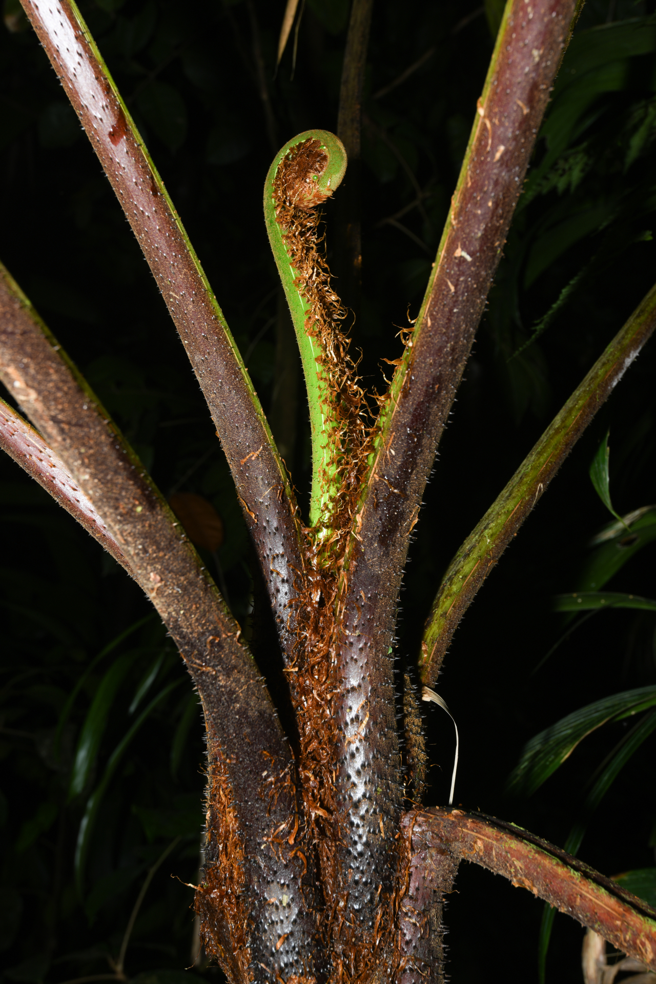 Cyathea tenera (J.Sm.) Moore - Photo Bivouac Naturaliste
