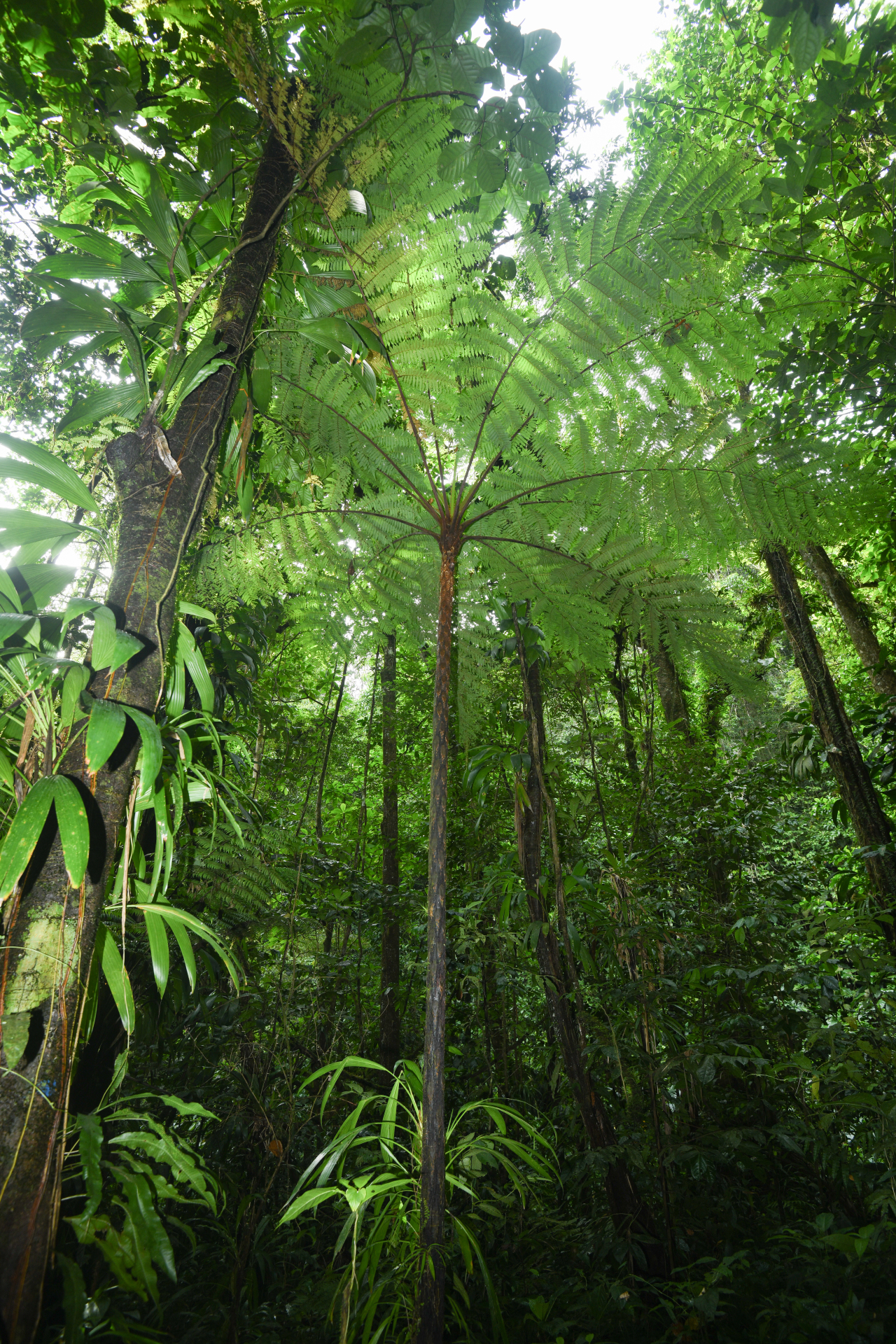 Cyathea tenera (J.Sm.) Moore - Photo Bivouac Naturaliste