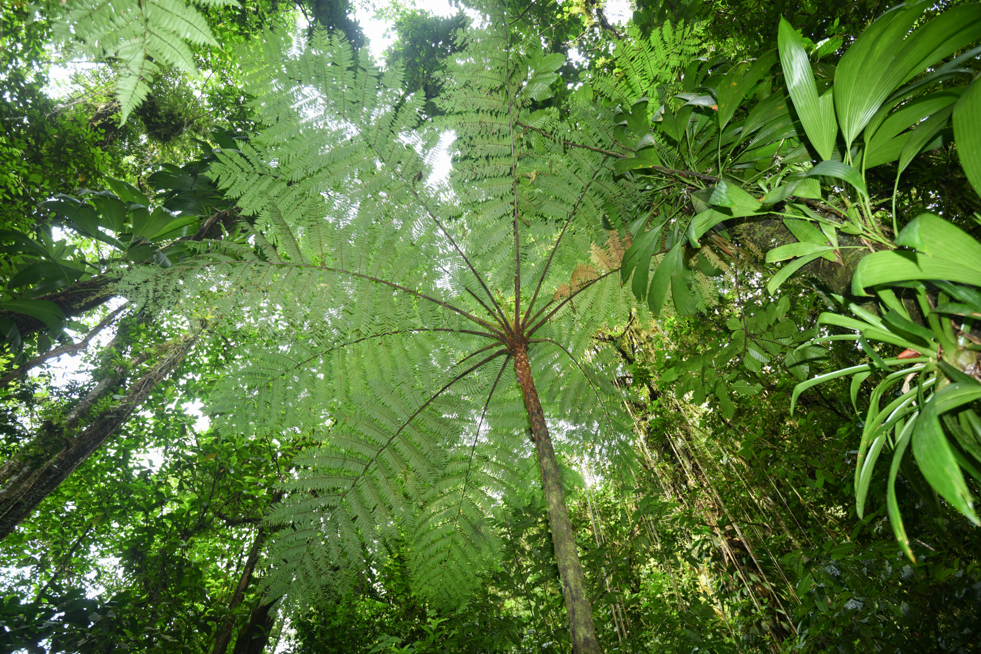 Cyathea tenera (J.Sm.) Moore - Photo Bivouac Naturaliste