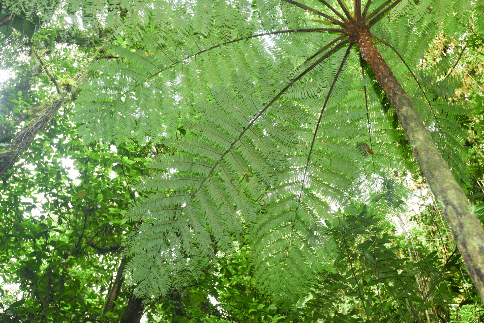 Cyathea tenera (J.Sm.) Moore - Photo Bivouac Naturaliste