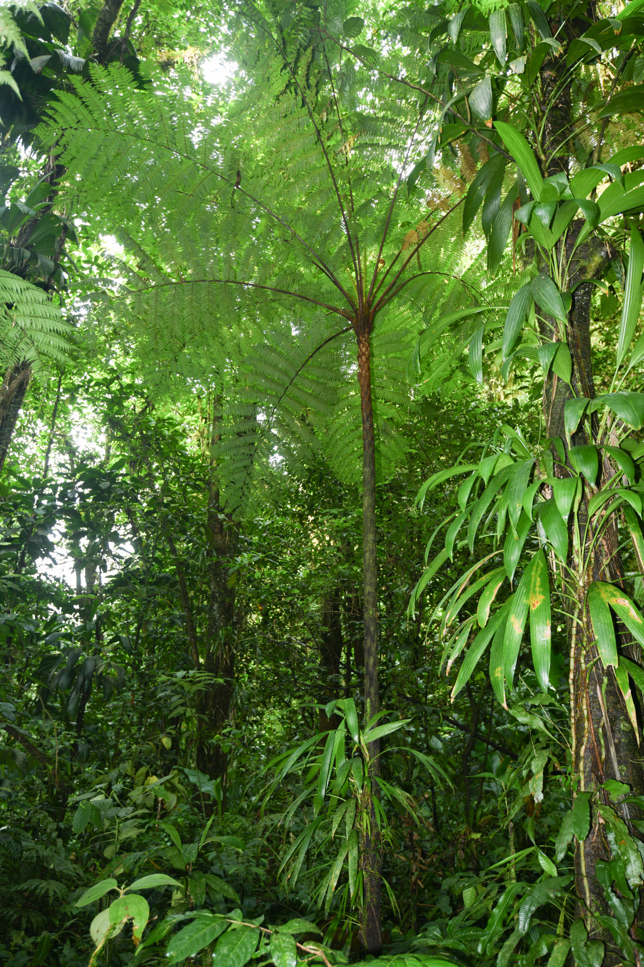 Cyathea tenera (J.Sm.) Moore - Photo Bivouac Naturaliste