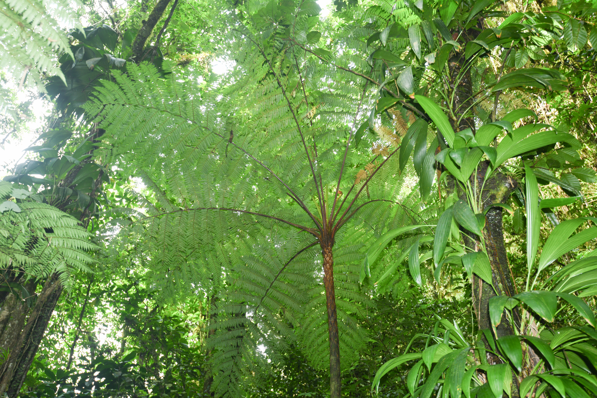 Cyathea tenera (J.Sm.) Moore - Photo Bivouac Naturaliste