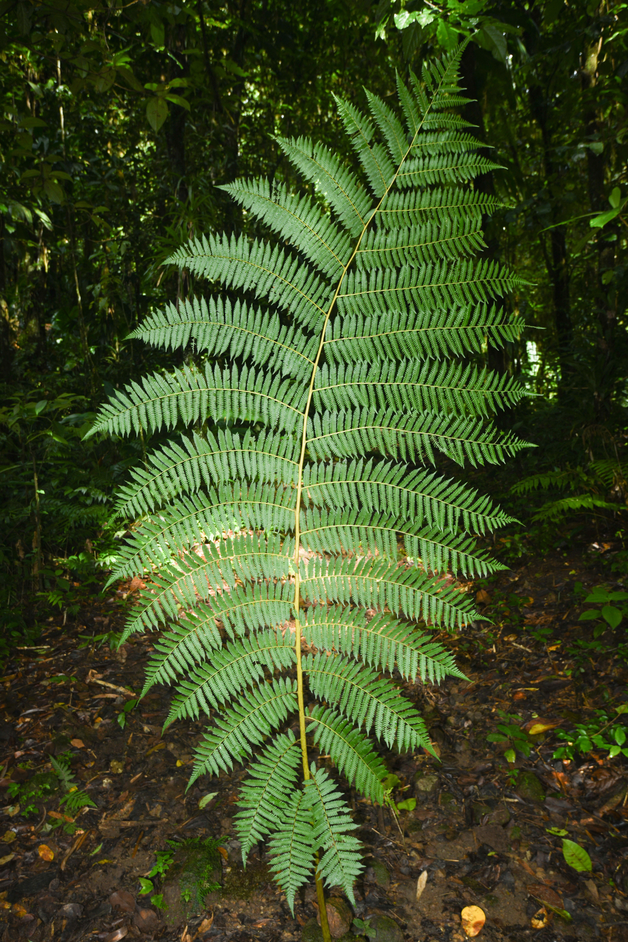 Cyathea tenera (J.Sm.) Moore - Photo Bivouac Naturaliste