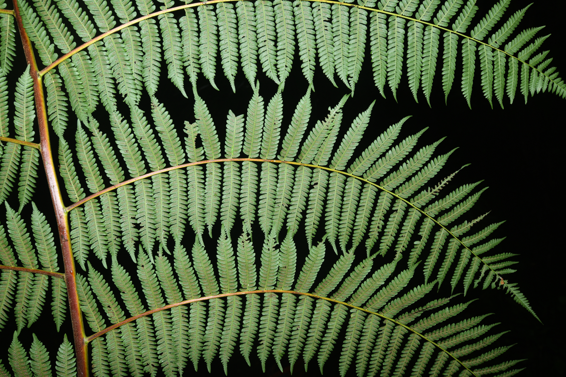Cyathea tenera (J.Sm.) Moore - Photo Bivouac Naturaliste