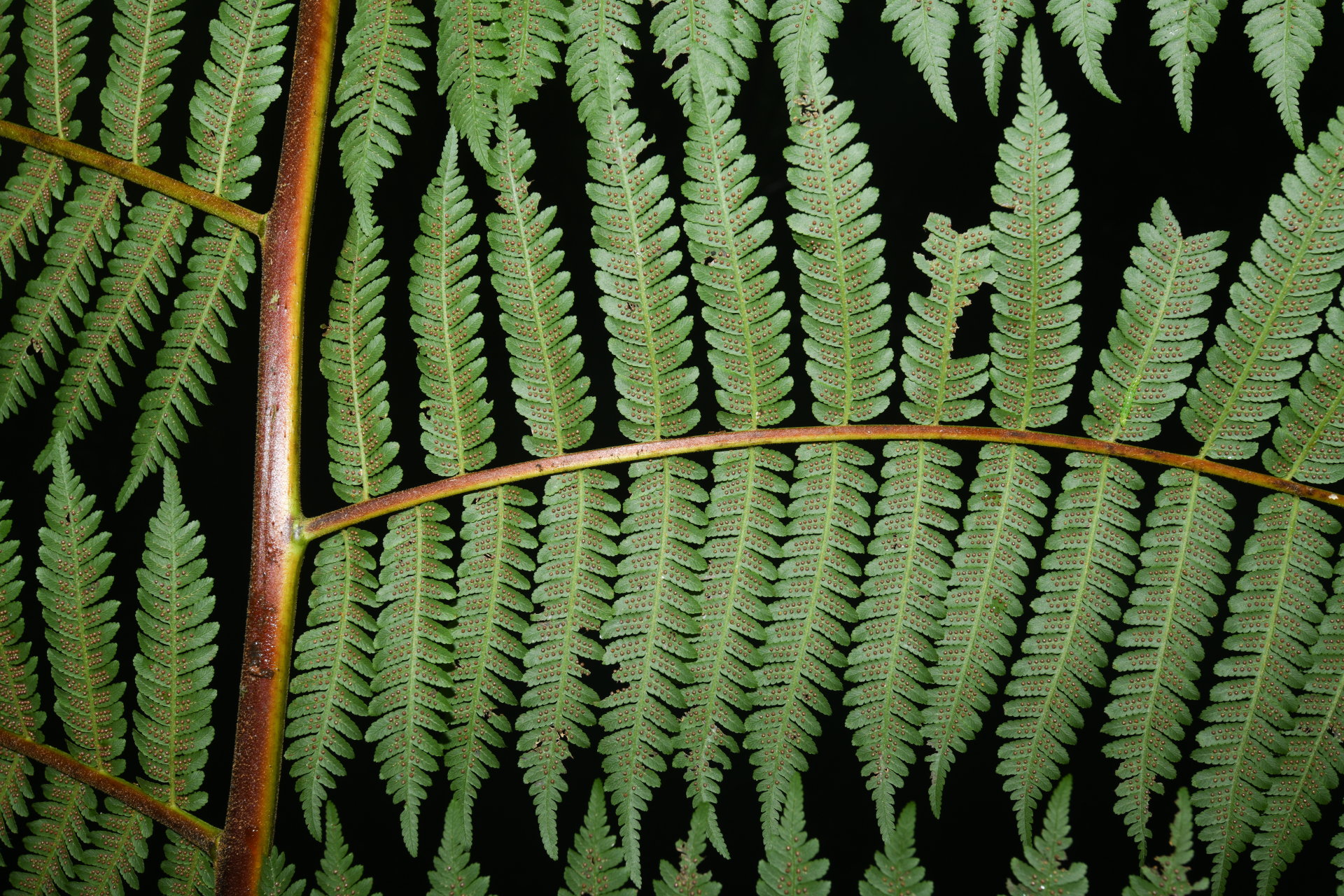 Cyathea tenera (J.Sm.) Moore - Photo Bivouac Naturaliste