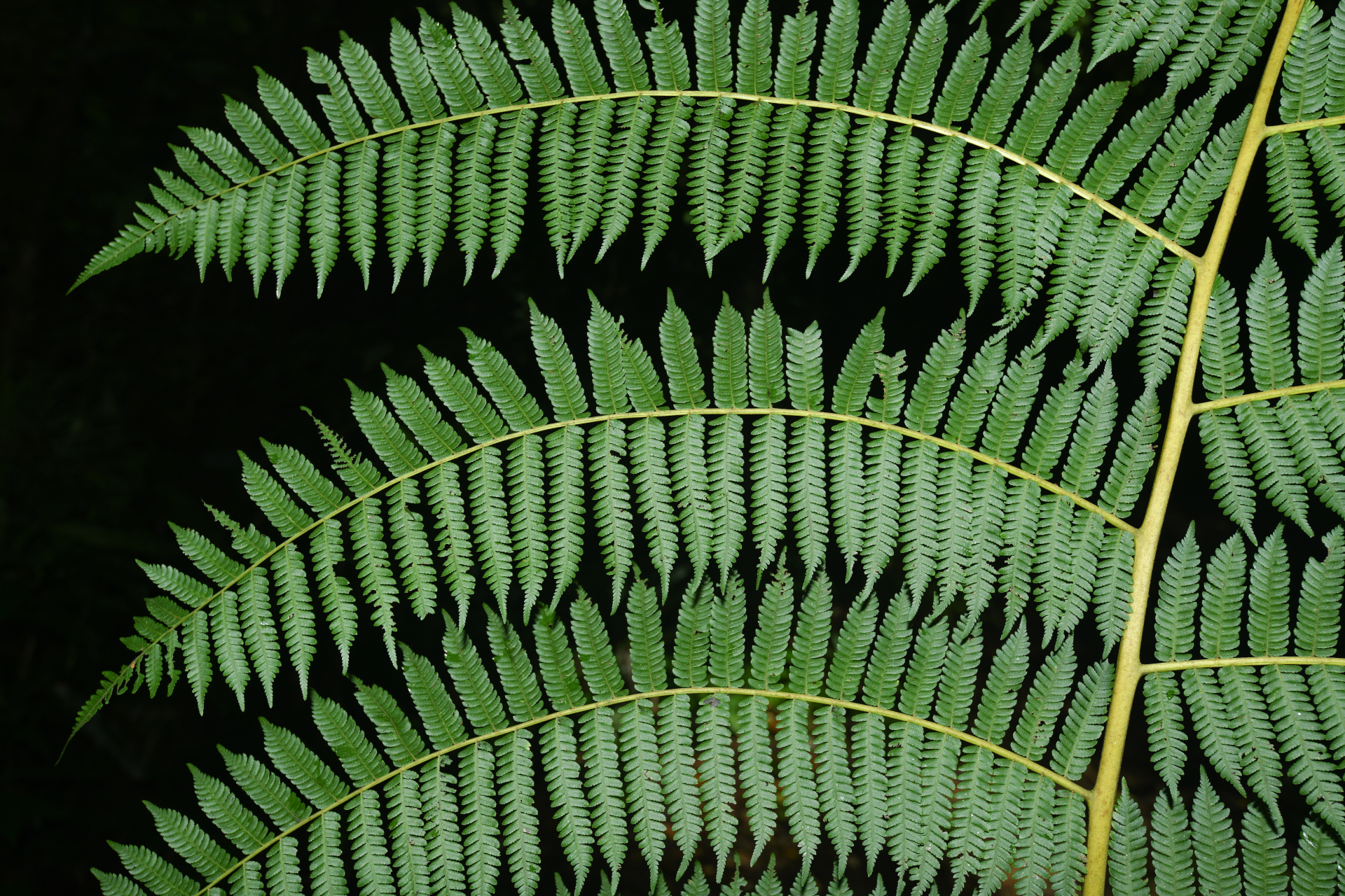 Cyathea tenera (J.Sm.) Moore - Photo Bivouac Naturaliste