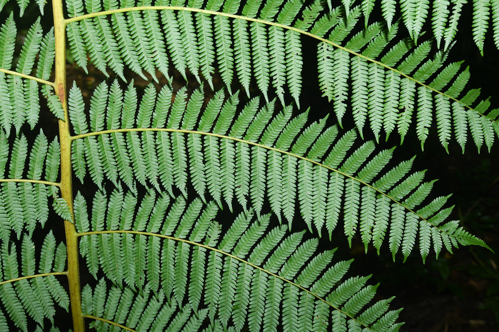 Cyathea tenera (J.Sm.) Moore - Photo Bivouac Naturaliste
