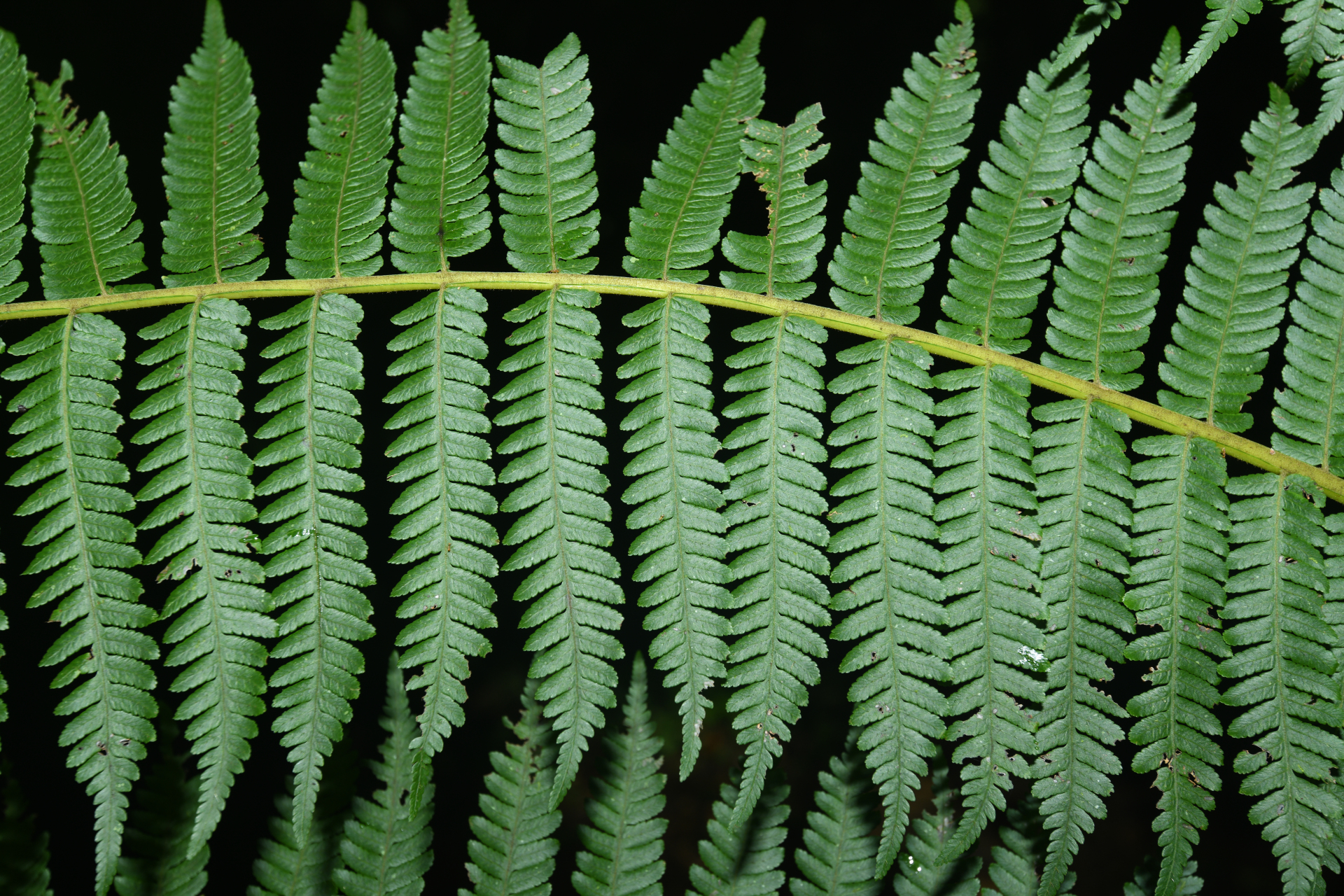 Cyathea tenera (J.Sm.) Moore - Photo Bivouac Naturaliste