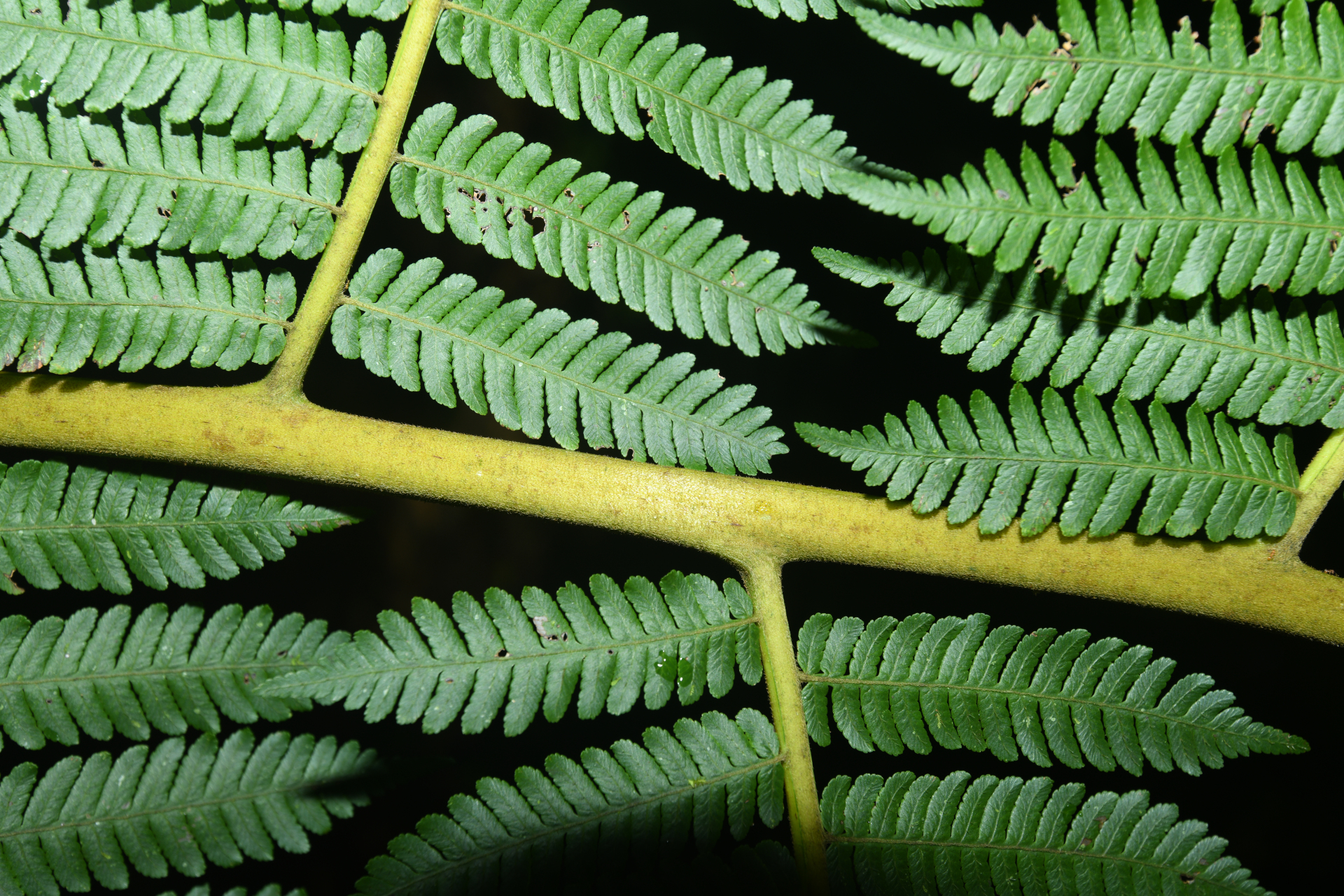 Cyathea tenera (J.Sm.) Moore - Photo Bivouac Naturaliste