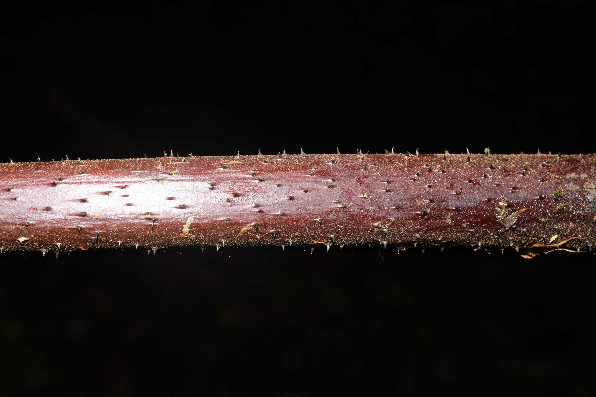 Cyathea tenera (J.Sm.) Moore - Photo Bivouac Naturaliste