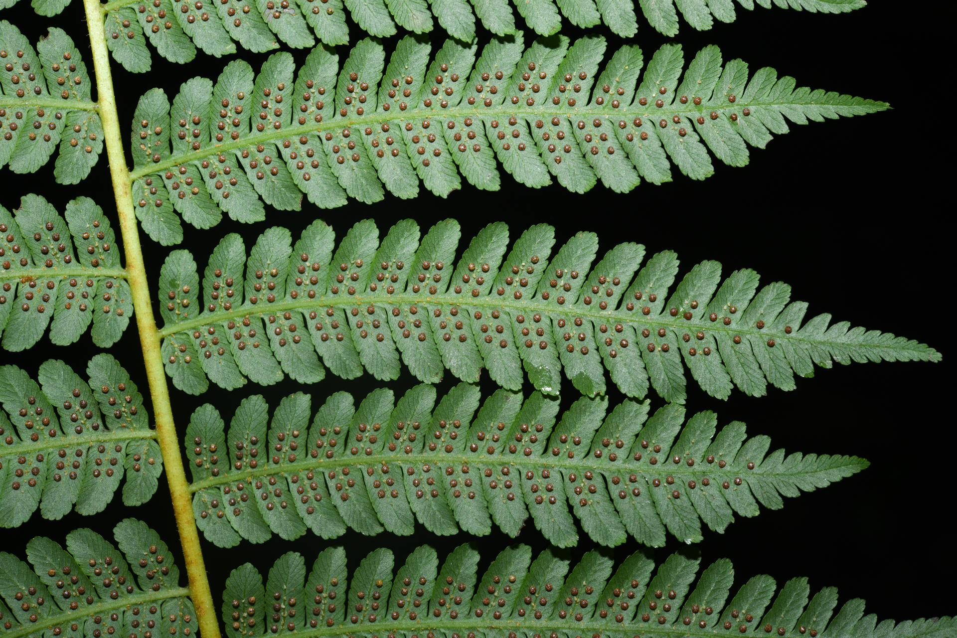 Cyathea tenera (J.Sm.) Moore - Photo Bivouac Naturaliste