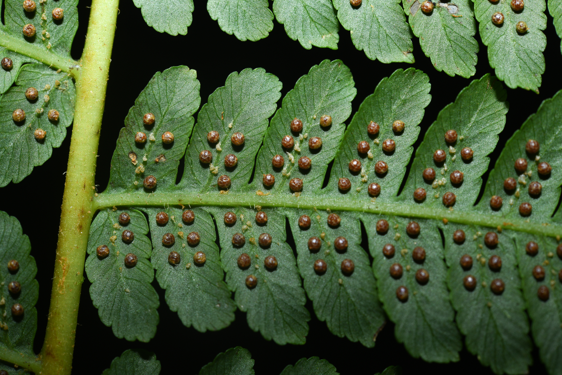 Cyathea tenera (J.Sm.) Moore - Photo Bivouac Naturaliste