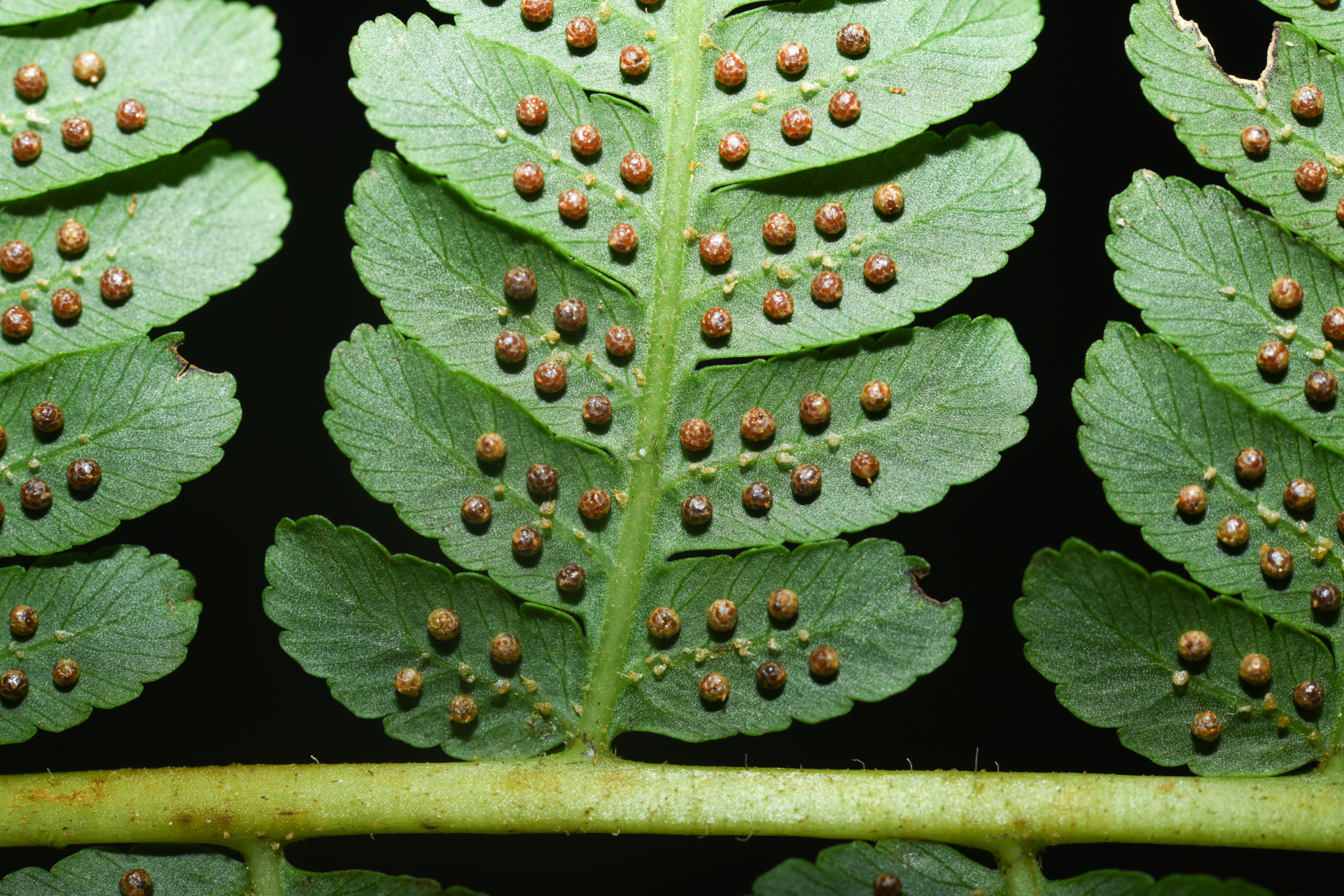 Cyathea tenera (J.Sm.) Moore - Photo Bivouac Naturaliste