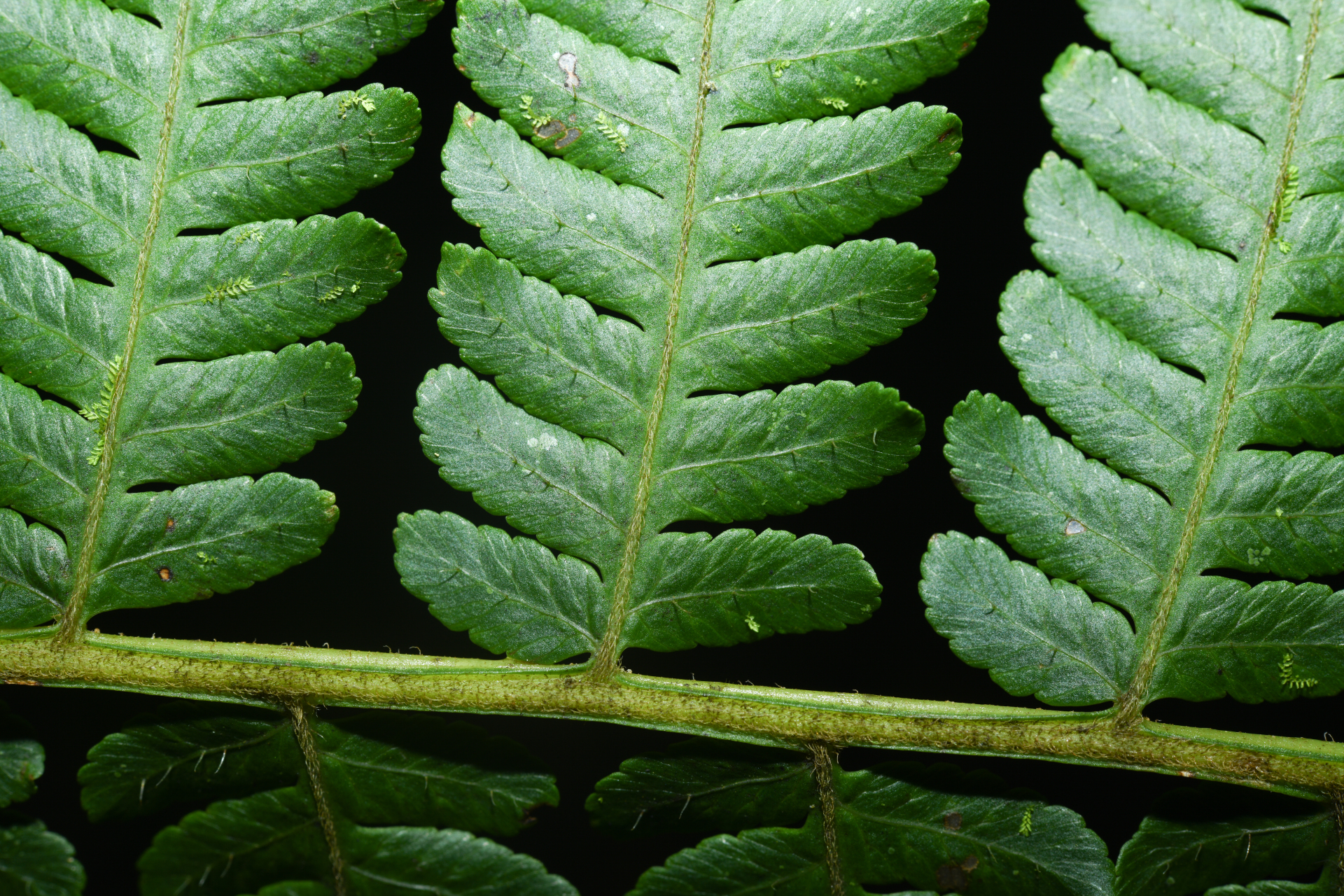 Cyathea tenera (J.Sm.) Moore - Photo Bivouac Naturaliste