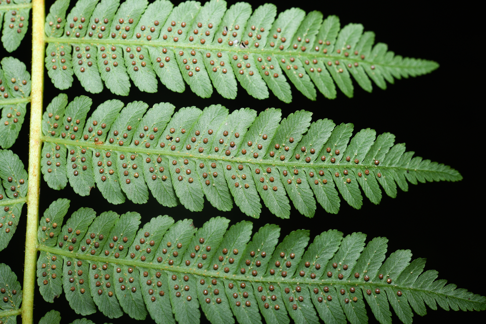 Cyathea tenera (J.Sm.) Moore - Photo Bivouac Naturaliste