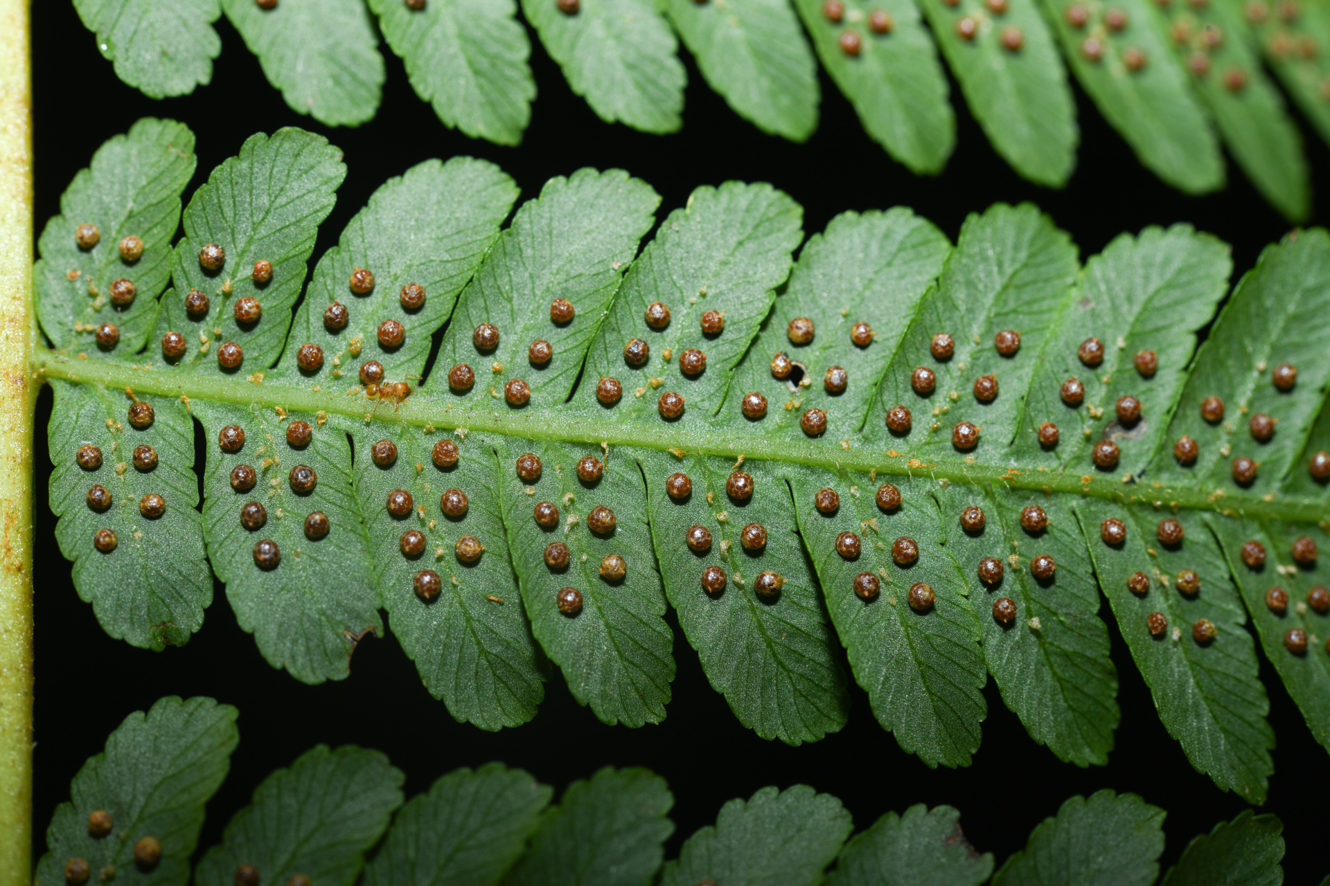 Cyathea tenera (J.Sm.) Moore - Photo Bivouac Naturaliste