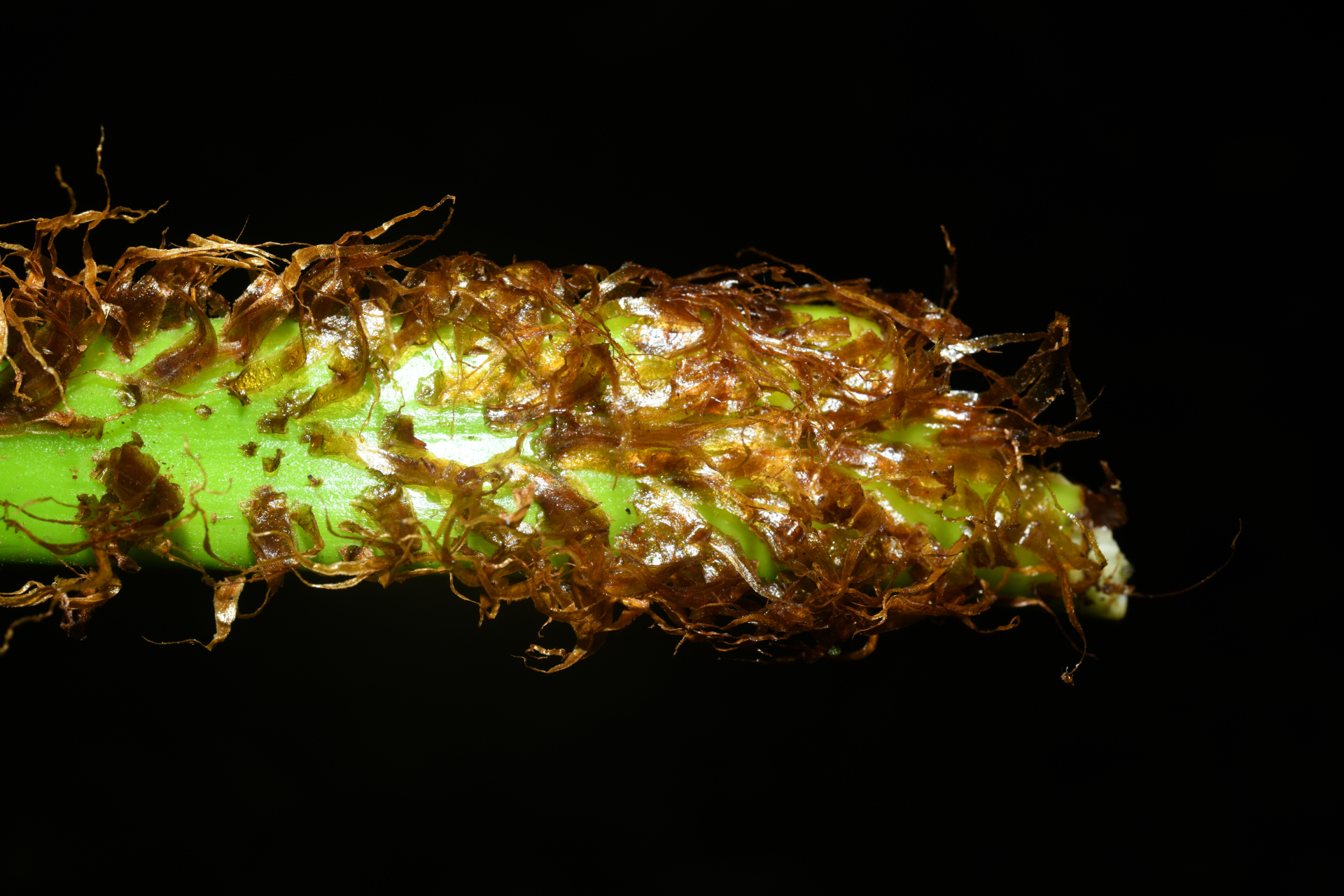 Cyathea tenera (J.Sm.) Moore - Photo Bivouac Naturaliste