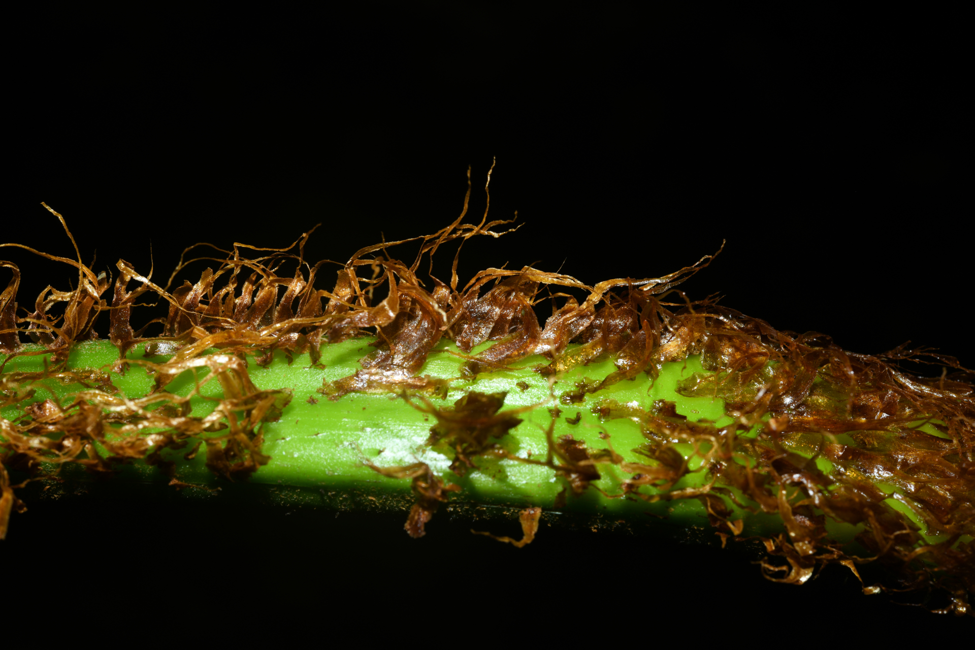 Cyathea tenera (J.Sm.) Moore - Photo Bivouac Naturaliste