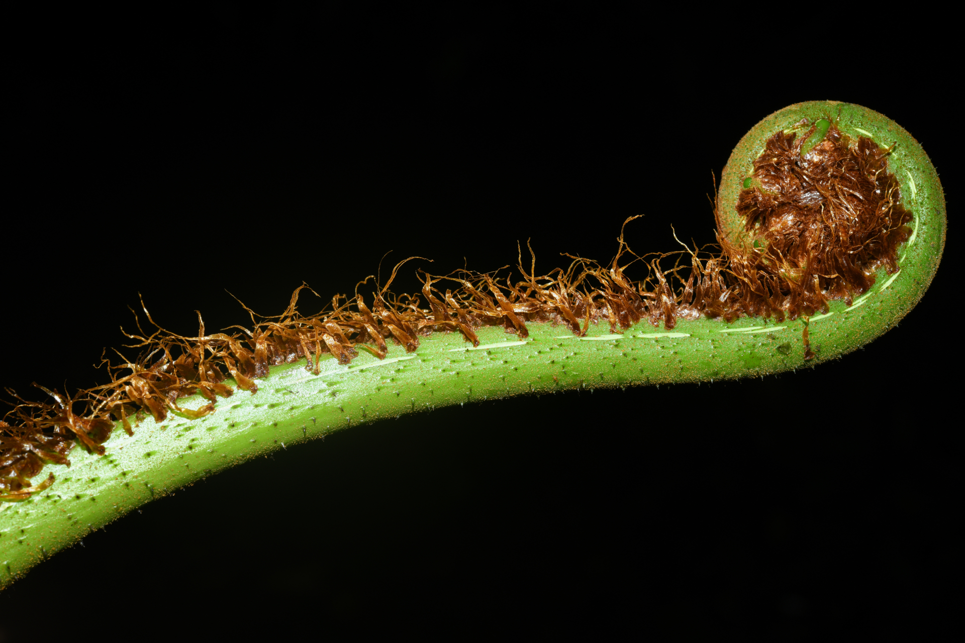 Cyathea tenera (J.Sm.) Moore - Photo Bivouac Naturaliste