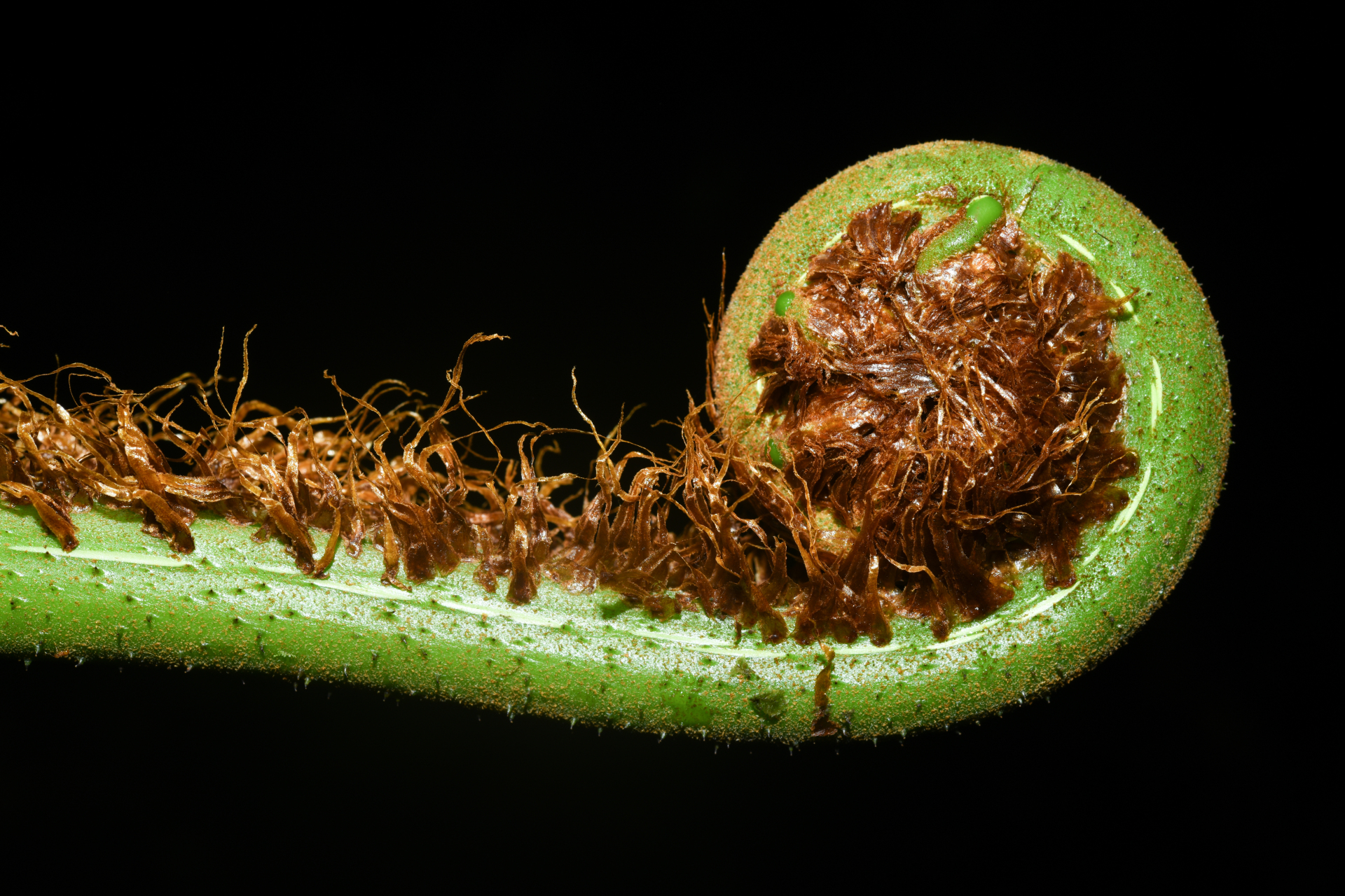 Cyathea tenera (J.Sm.) Moore - Photo Bivouac Naturaliste