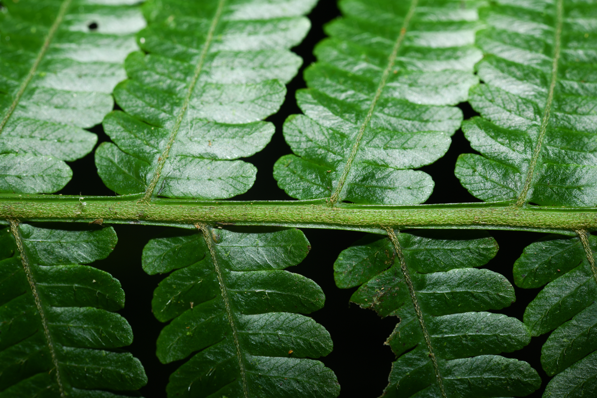 Cyathea tenera (J.Sm.) Moore - Photo Bivouac Naturaliste