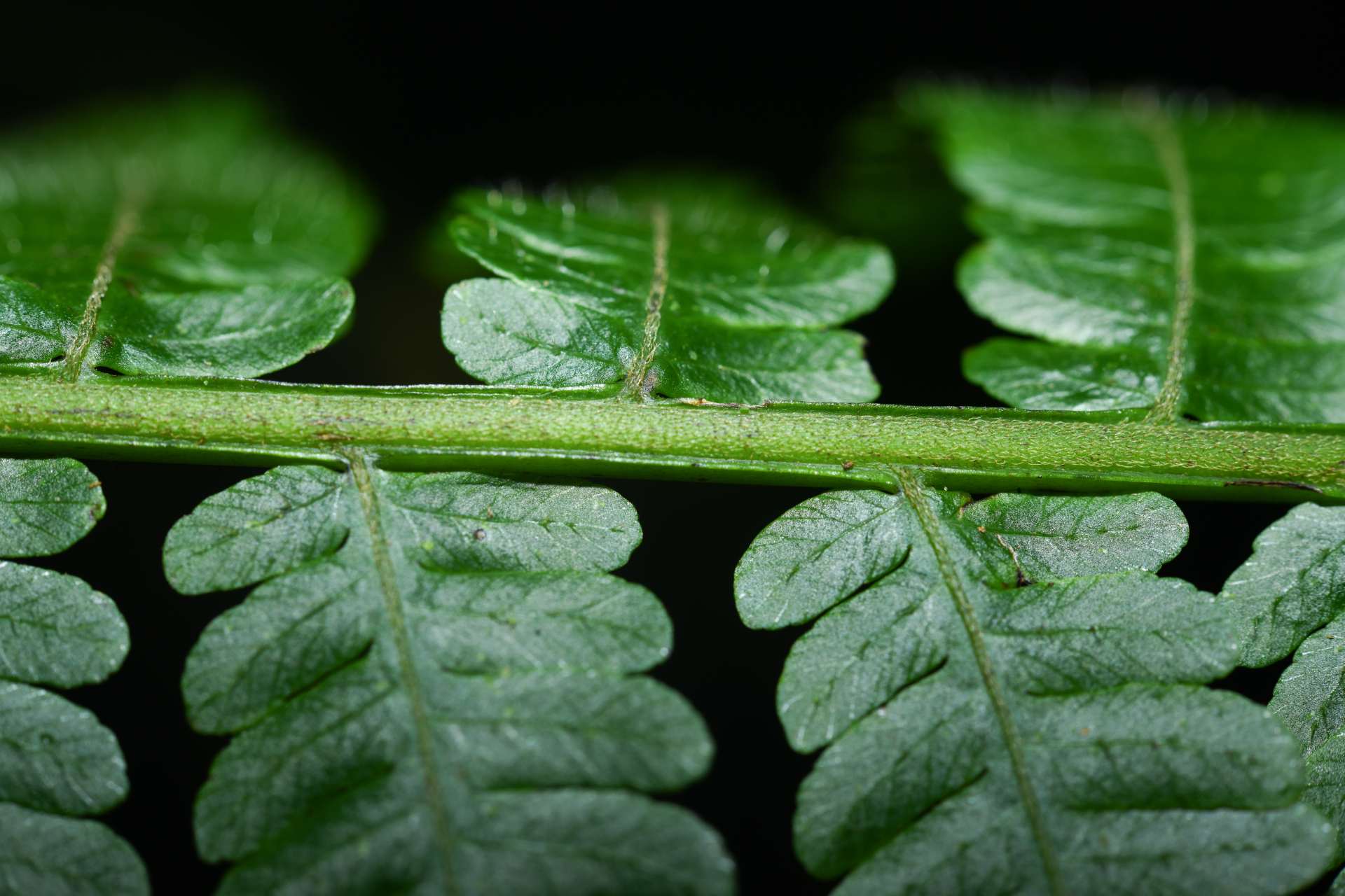 Cyathea tenera (J.Sm.) Moore - Photo Bivouac Naturaliste