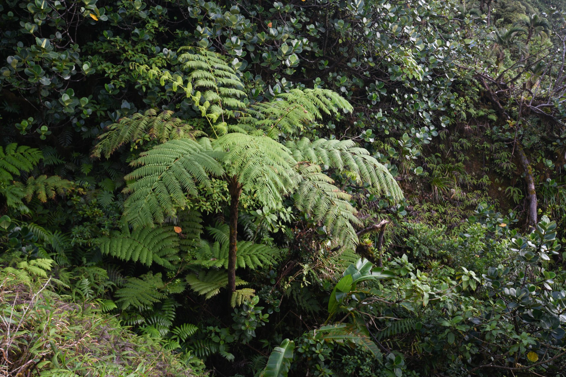 Cyathea arborea (L.) Sm. - Photo Bivouac Naturaliste