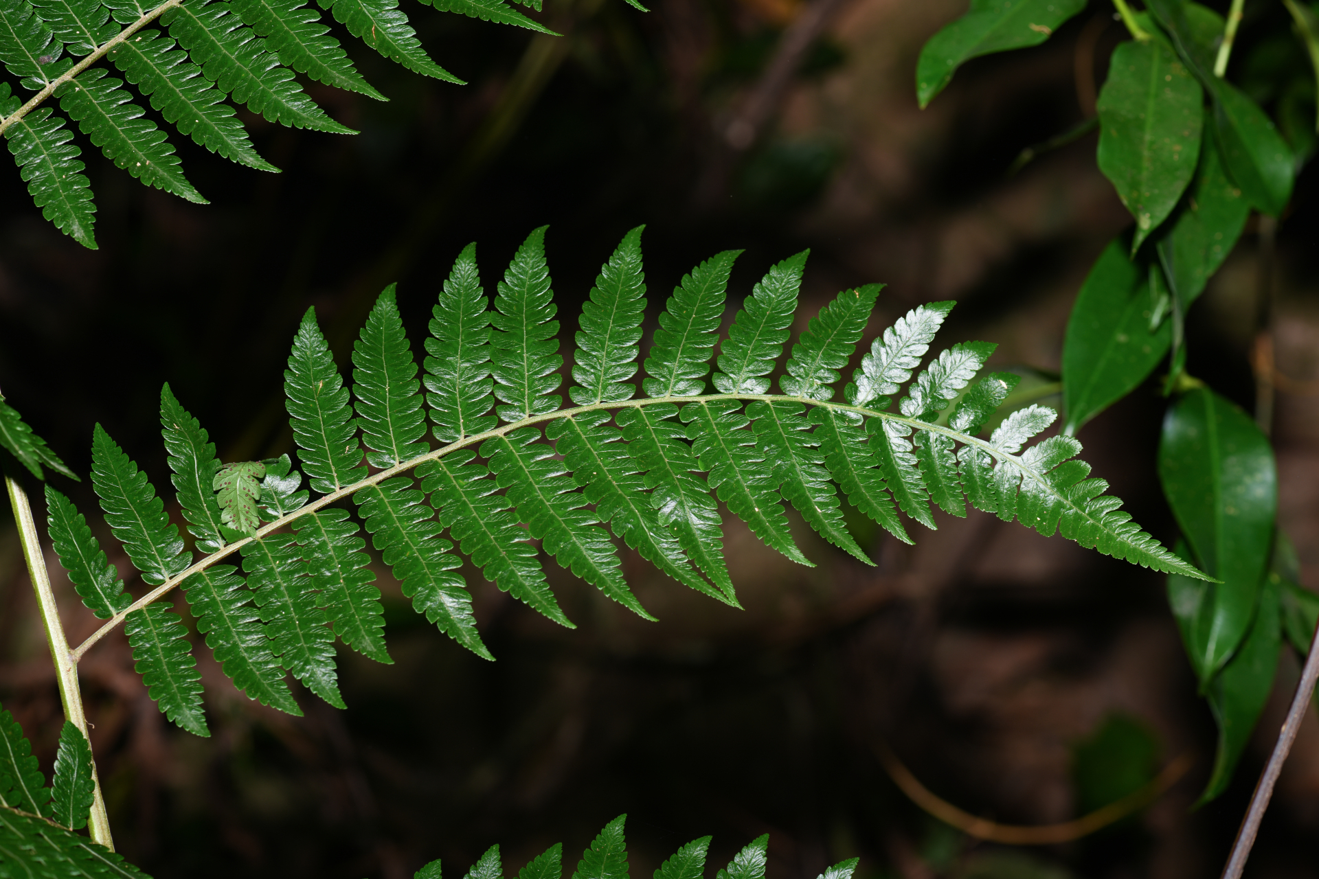 Cyathea pungens (Willd.) Domin - Photo Bivouac Naturaliste