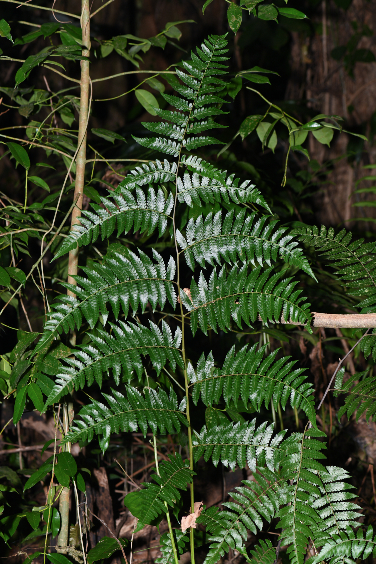 Cyathea pungens (Willd.) Domin - Photo Bivouac Naturaliste