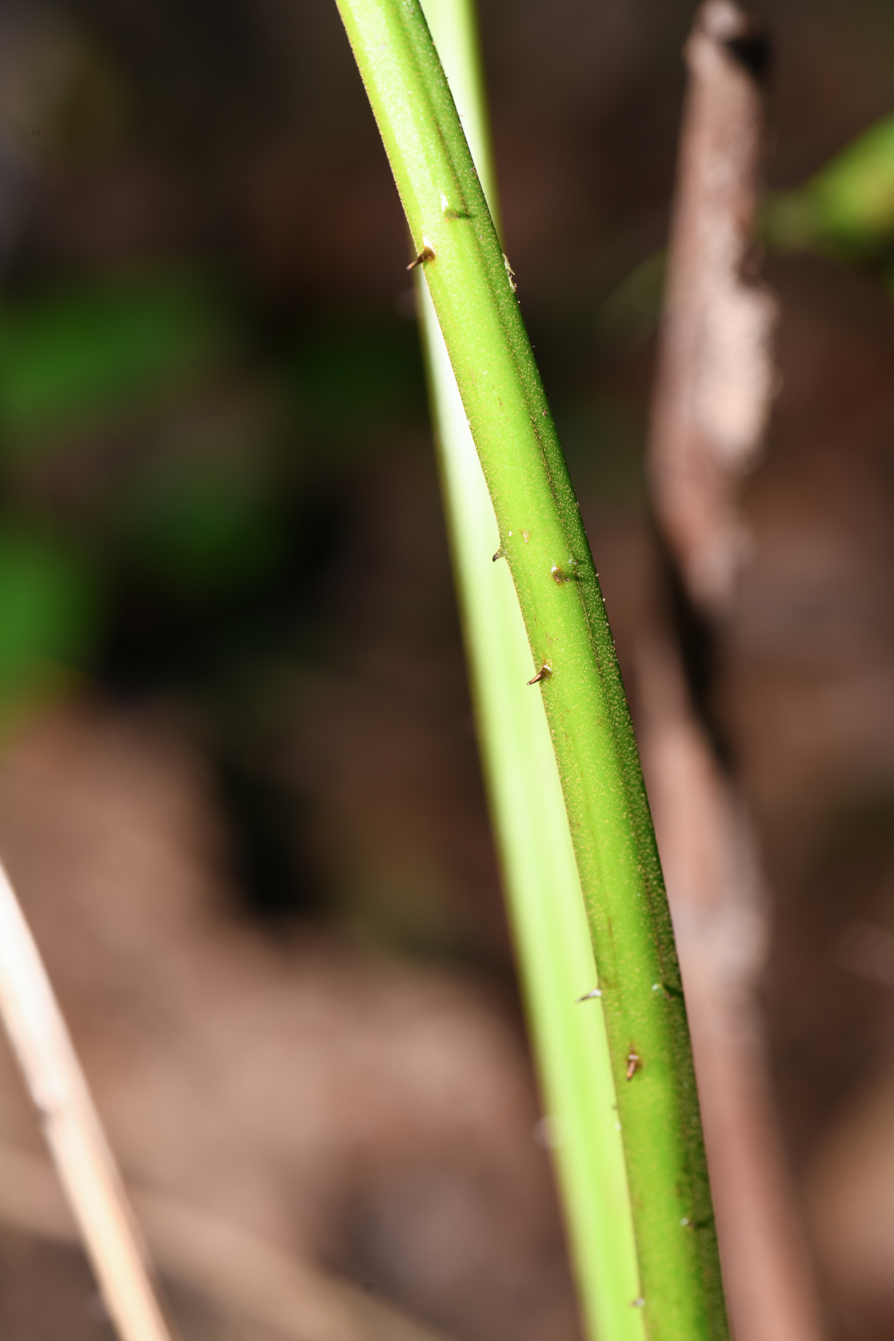 Cyathea pungens (Willd.) Domin - Photo Bivouac Naturaliste