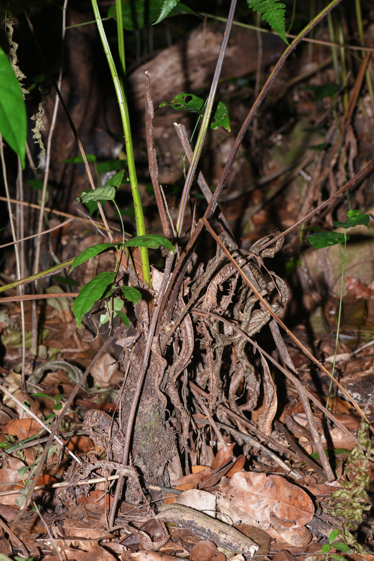Cyathea pungens (Willd.) Domin - Photo Bivouac Naturaliste