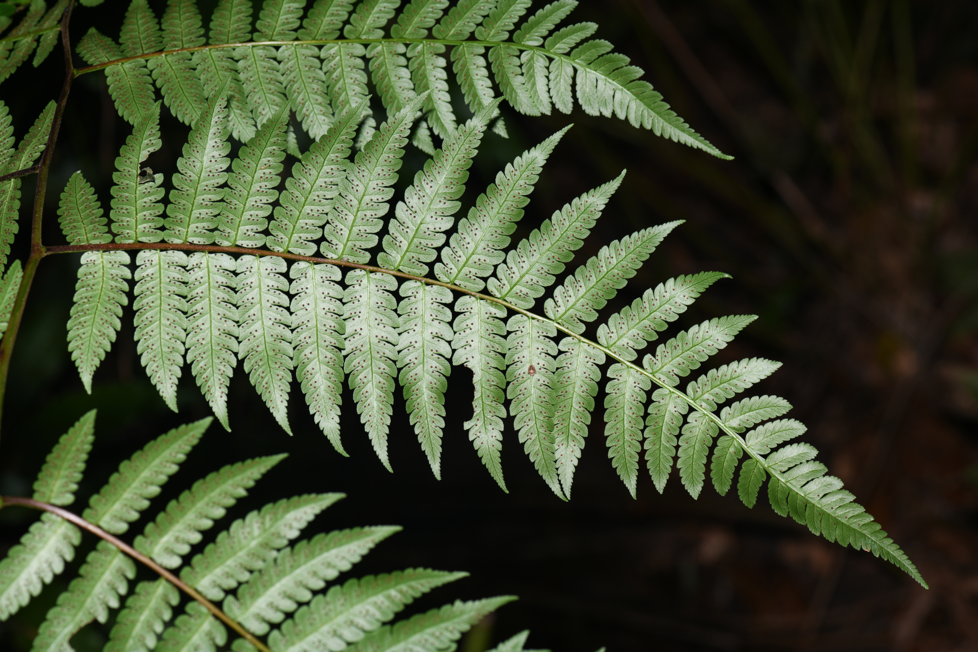 Cyathea pungens (Willd.) Domin - Photo Bivouac Naturaliste