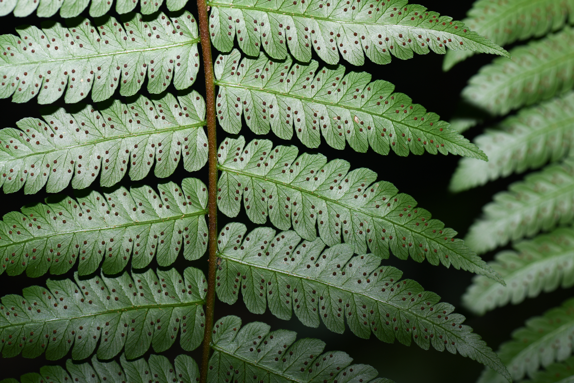 Cyathea pungens (Willd.) Domin - Photo Bivouac Naturaliste