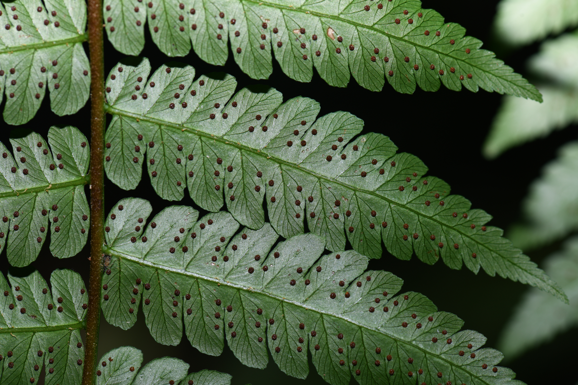 Cyathea pungens (Willd.) Domin - Photo Bivouac Naturaliste