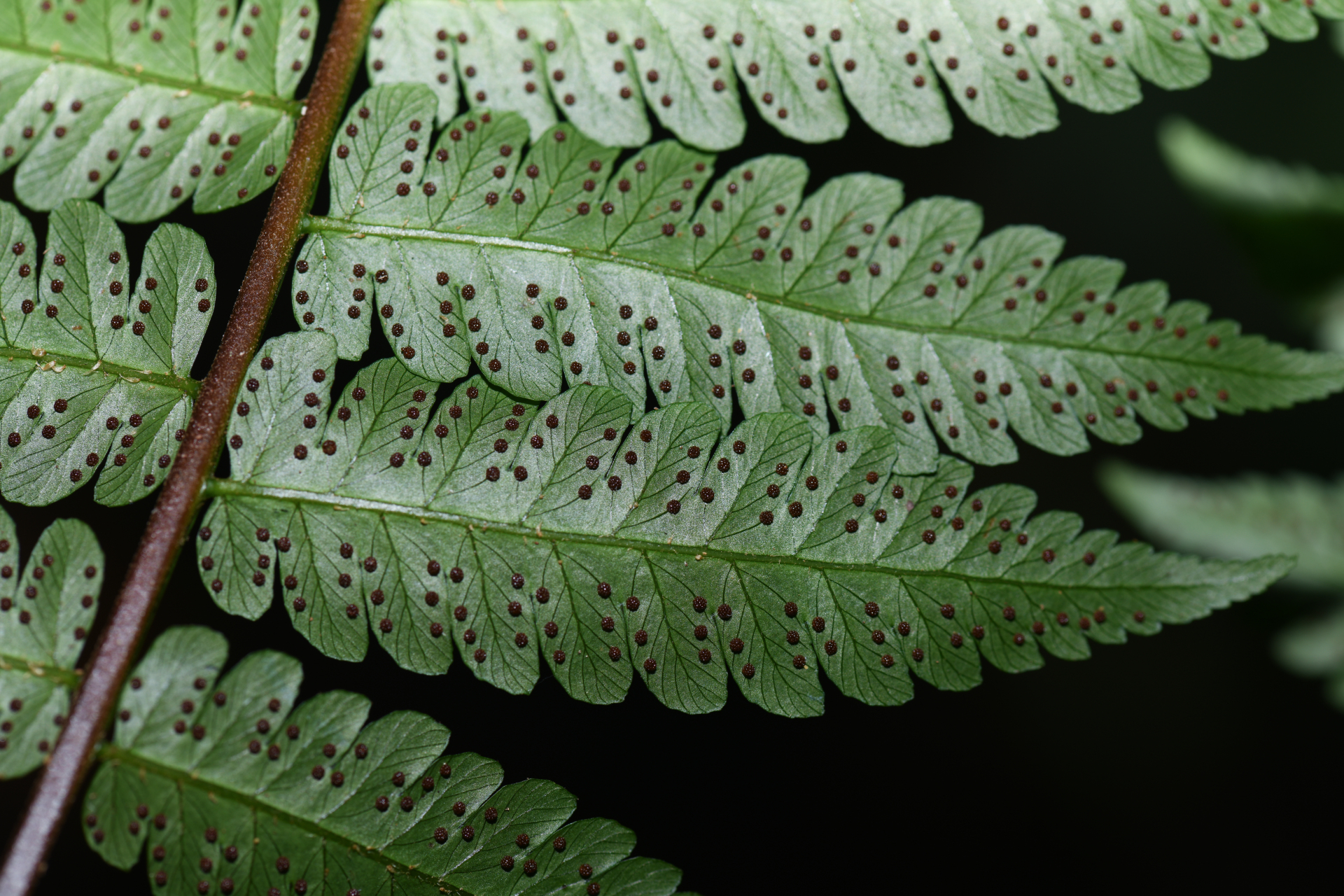 Cyathea pungens (Willd.) Domin - Photo Bivouac Naturaliste