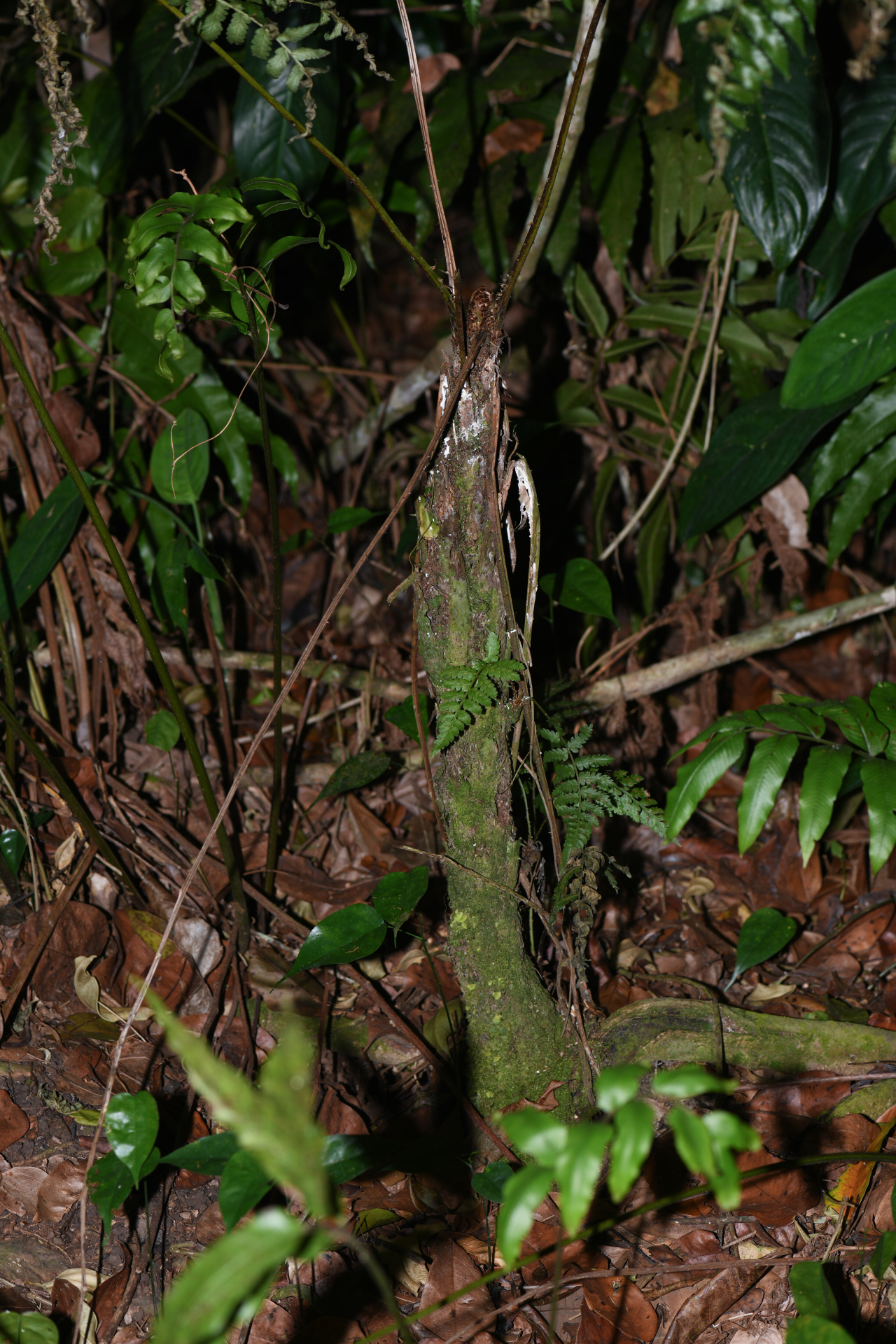 Cyathea pungens (Willd.) Domin - Photo Bivouac Naturaliste