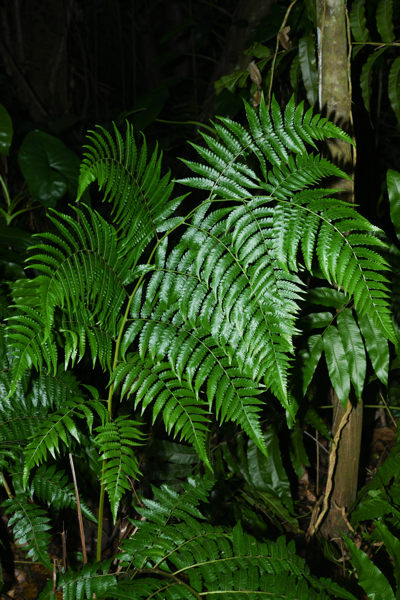 Cyathea pungens (Willd.) Domin - Photo Bivouac Naturaliste