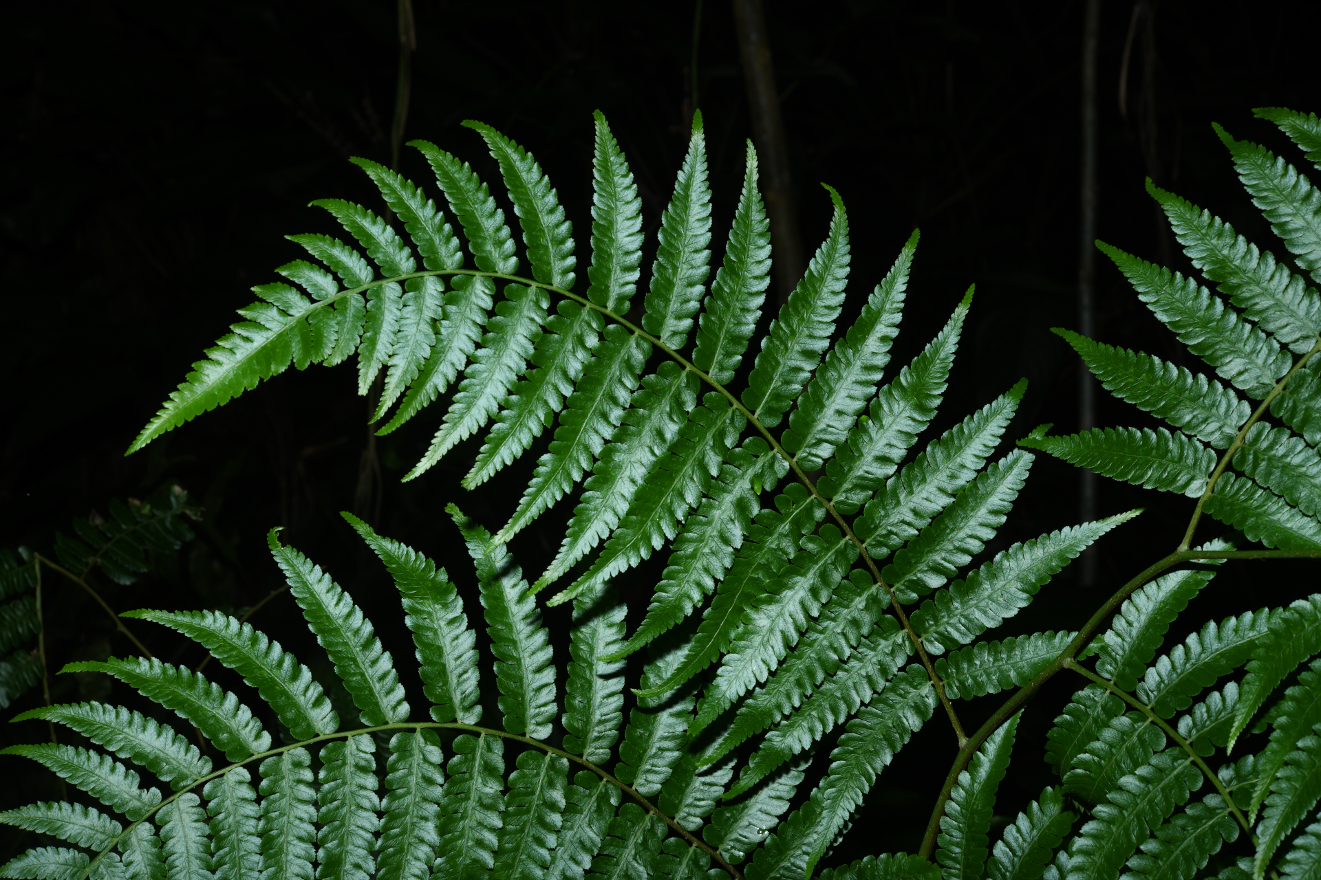 Cyathea pungens (Willd.) Domin - Photo Bivouac Naturaliste